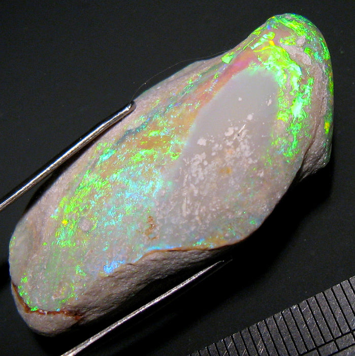 Rare Opal Shell Gem Australian Collectors Specimen 43.5 ct F80