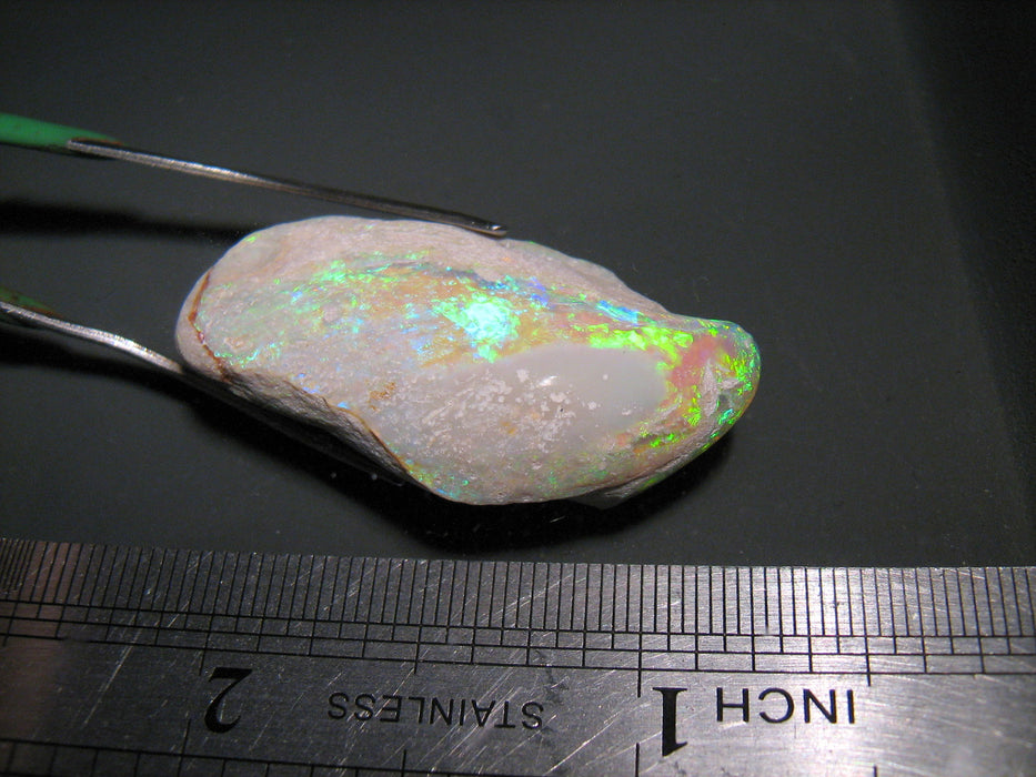 Rare Opal Shell Gem Australian Collectors Specimen 43.5 ct F80
