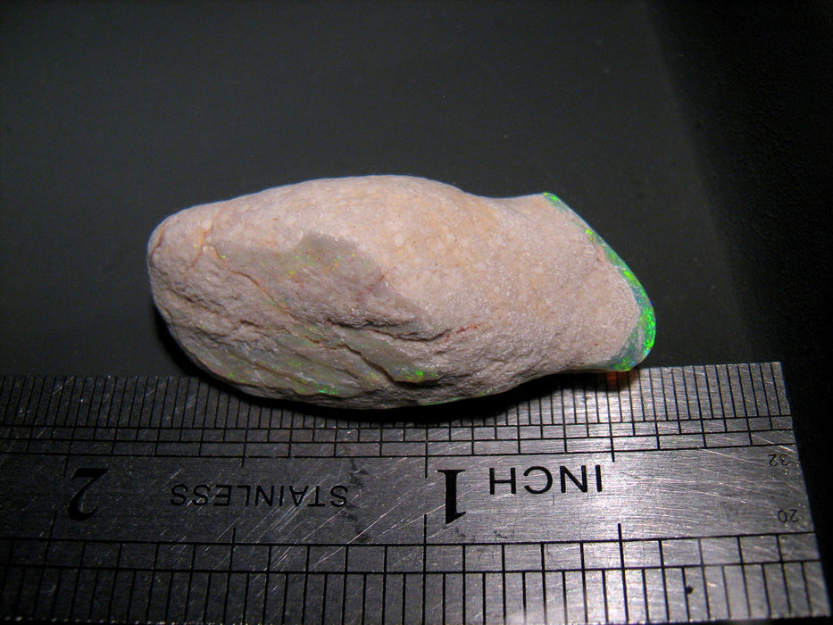 Rare Opal Shell Gem Australian Collectors Specimen 43.5 ct F80