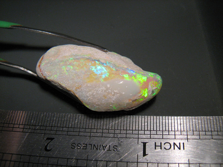 Rare Opal Shell Gem Australian Collectors Specimen 43.5 ct F80