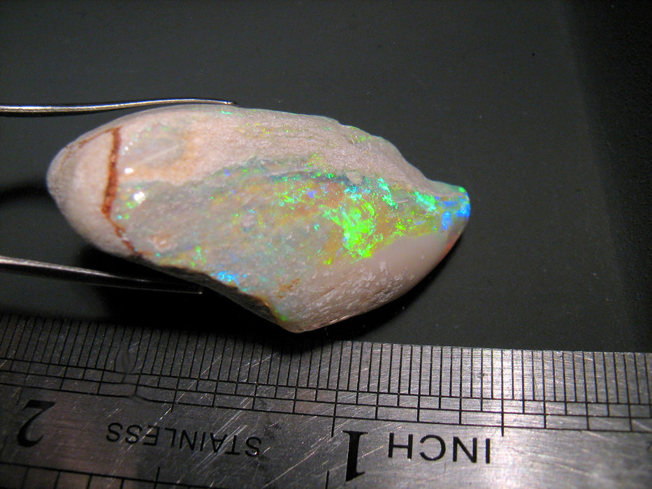 Rare Opal Shell Gem Australian Collectors Specimen 43.5 ct F80