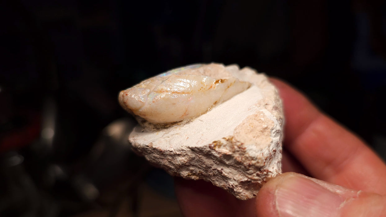 Rare Opal Shell Gem Australian Collectors Specimen 165ct K02