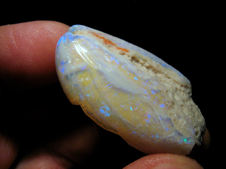 Rare Opal Shell Gem Australian Collectors Specimen 75.4 ct F81