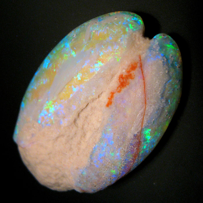 Rare Opal Shell Gem Australian Collectors Specimen 75.4 ct F81