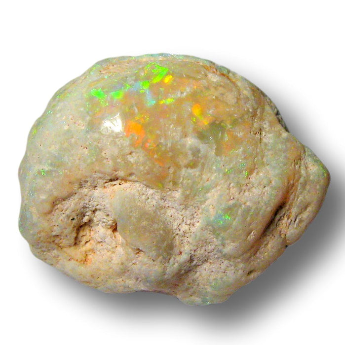 Rare Australian Opal Shell Gastropod Fossil Collectors Specimen 23ct H58