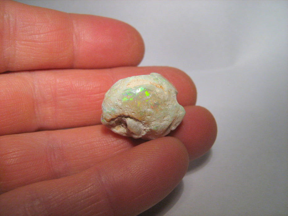 Rare Australian Opal Shell Gastropod Fossil Collectors Specimen 23ct H58